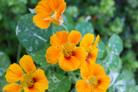 Nasturtium Flower seeds for Planting Garden Favorite Heirloom & GMO Free Seeds for Home Garden