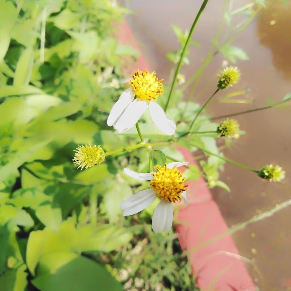 Bidens Pilosa Flower seeds for Planting Easy to Grow Heirloom & GMO Free Seeds for Home Garden