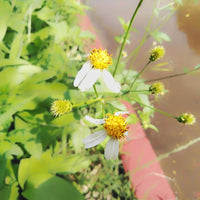 Bidens Pilosa Flower seeds for Planting Easy to Grow Heirloom & GMO Free Seeds for Home Garden