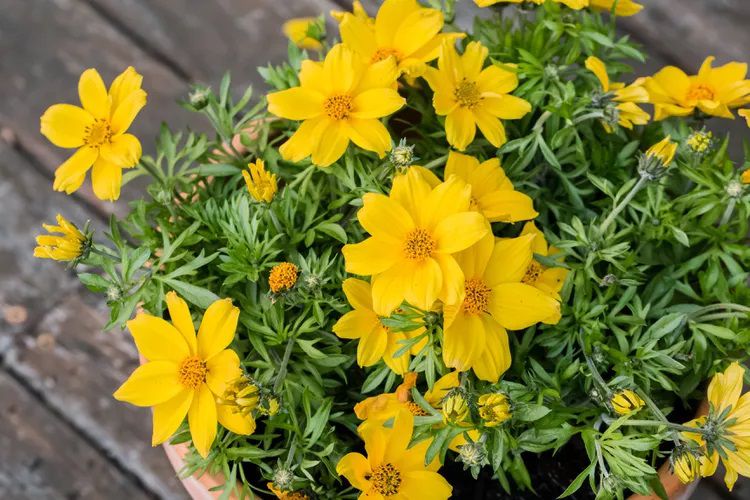 Yellow Flower Pot Flower seeds for Planting - Cut Flower Favorite, Heirloom & GMO Free Seeds for Home Garden