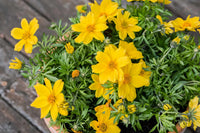 Bidens Golden Eye Flower seeds for Planting Hardy Variety Heirloom & GMO Free Seeds for Home Garden