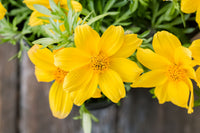 Bidens Ferulifolia Flower seeds for Planting Colorful Display Heirloom & GMO Free Seeds for Home Garden