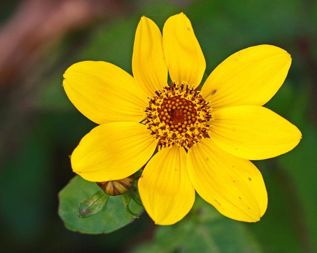 Yellow Bur Marigold Flower seeds for Planting Sun Loving Heirloom & GMO Free Seeds for Home Garden 
 
 Sale