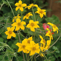 Yellow Bur Marigold Flower seeds for Planting Sun Loving Heirloom & GMO Free Seeds for Home Garden 
 
 Sale