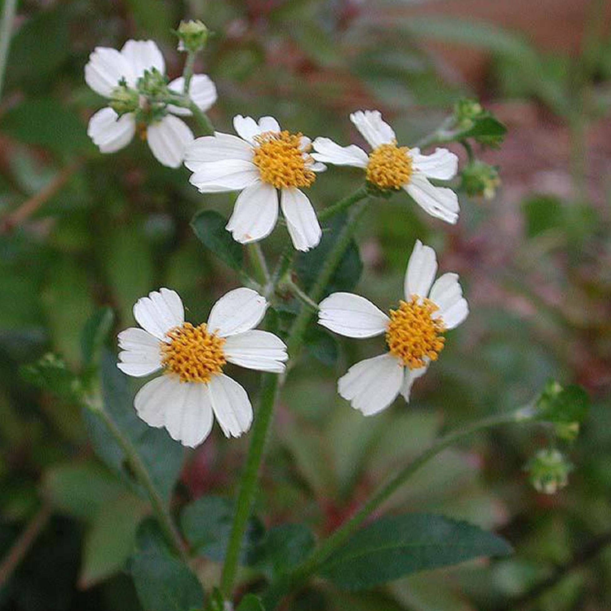 Bidens Pilosa Flower seeds for Planting Easy to Grow Heirloom & GMO Free Seeds for Home Garden