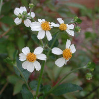 Bidens Pilosa Flower seeds for Planting Easy to Grow Heirloom & GMO Free Seeds for Home Garden