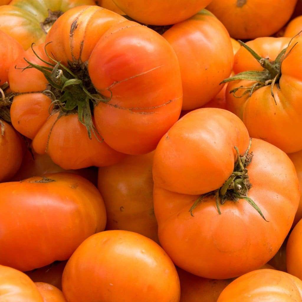 Big dark orange tomato seeds for planting