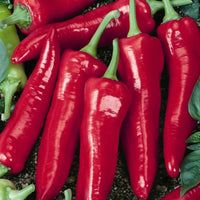 Big Jim Pepper seeds for home garden planting