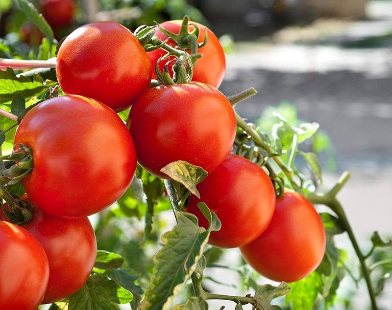 Solanum lycopersicum Big Tomato seeds for planting in vegetable patch and garden