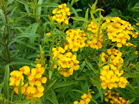 Estragon Flower seeds for Planting - Garden Favorite, Heirloom & GMO Free Seeds for Home Garden