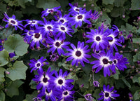 Blue Cineraria Seeds - Ideal for Planting