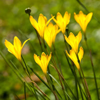 Yellow Zephyranthes Flower seeds for Planting Shade Tolerant Heirloom & GMO Free Seeds for Home Garden
 
 Sale