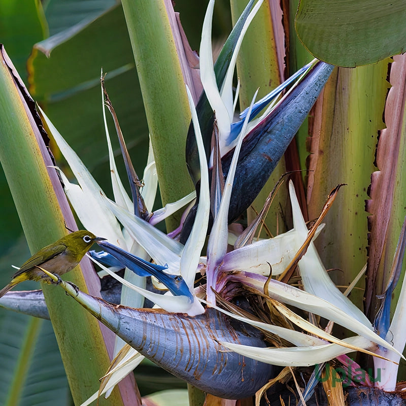 Mixed Strelitzia Flower seeds for Planting - Drought Tolerant, Heirloom & GMO Free Seeds for Home Garden