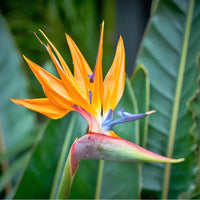 Bird of Paradise Flower seeds for Planting Cottage Garden Essential Heirloom & GMO Free Seeds for Home Garden
