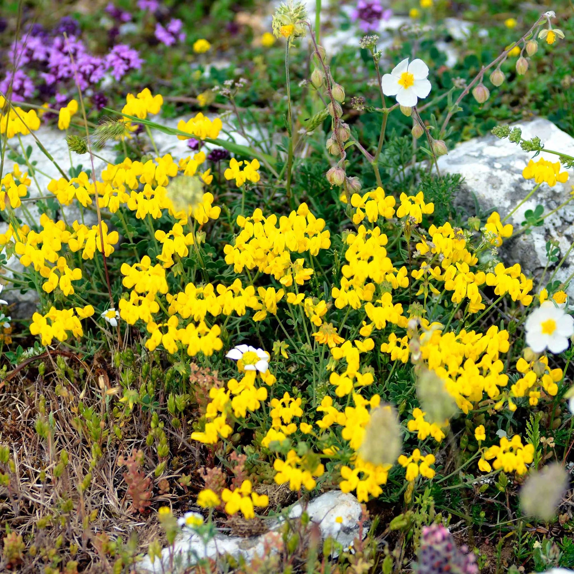 Birdsfoot Flower seeds for Planting - Sun Loving, Heirloom & GMO Free Seeds for Home Garden