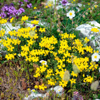 Birdsfoot Flower seeds for Planting - Sun Loving, Heirloom & GMO Free Seeds for Home Garden