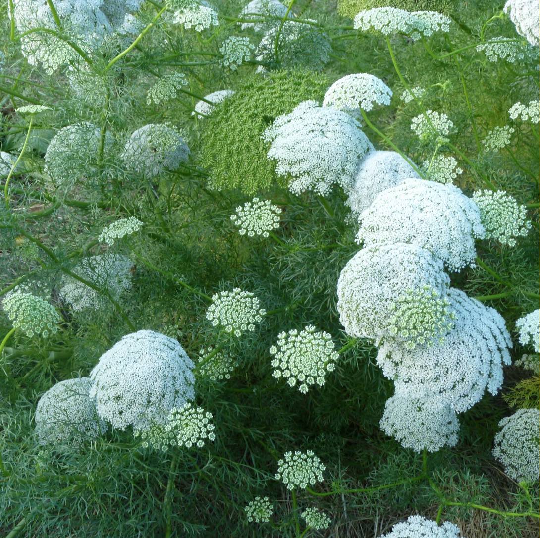 White Bishops Flower Planting - Seeds for Gorgeous and Elegant Blooms in Your Garden