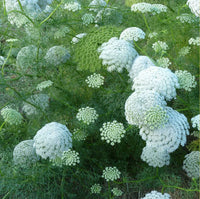 White Bishops Flower Planting - Seeds for Gorgeous and Elegant Blooms in Your Garden