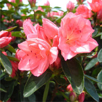 Azalea Pink Flower seeds for Planting - Garden Favorite, Heirloom & GMO Free Seeds for Home Garden