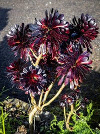 Black Atropureum Flower seeds for Planting - Cottage Garden Essential, Heirloom & GMO Free Seeds for Home Garden