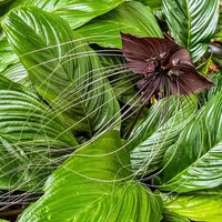 Tacca Chantrieri Flower seeds for Planting Easy to Grow Heirloom & GMO Free Seeds for Home Garden
