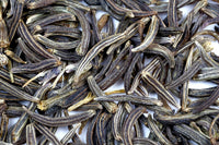 Heirloom non-GMO Kala Jeera Black Cumin seeds ready for planting
