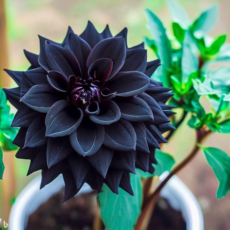 Black Dahlia Flower Seeds for Planting