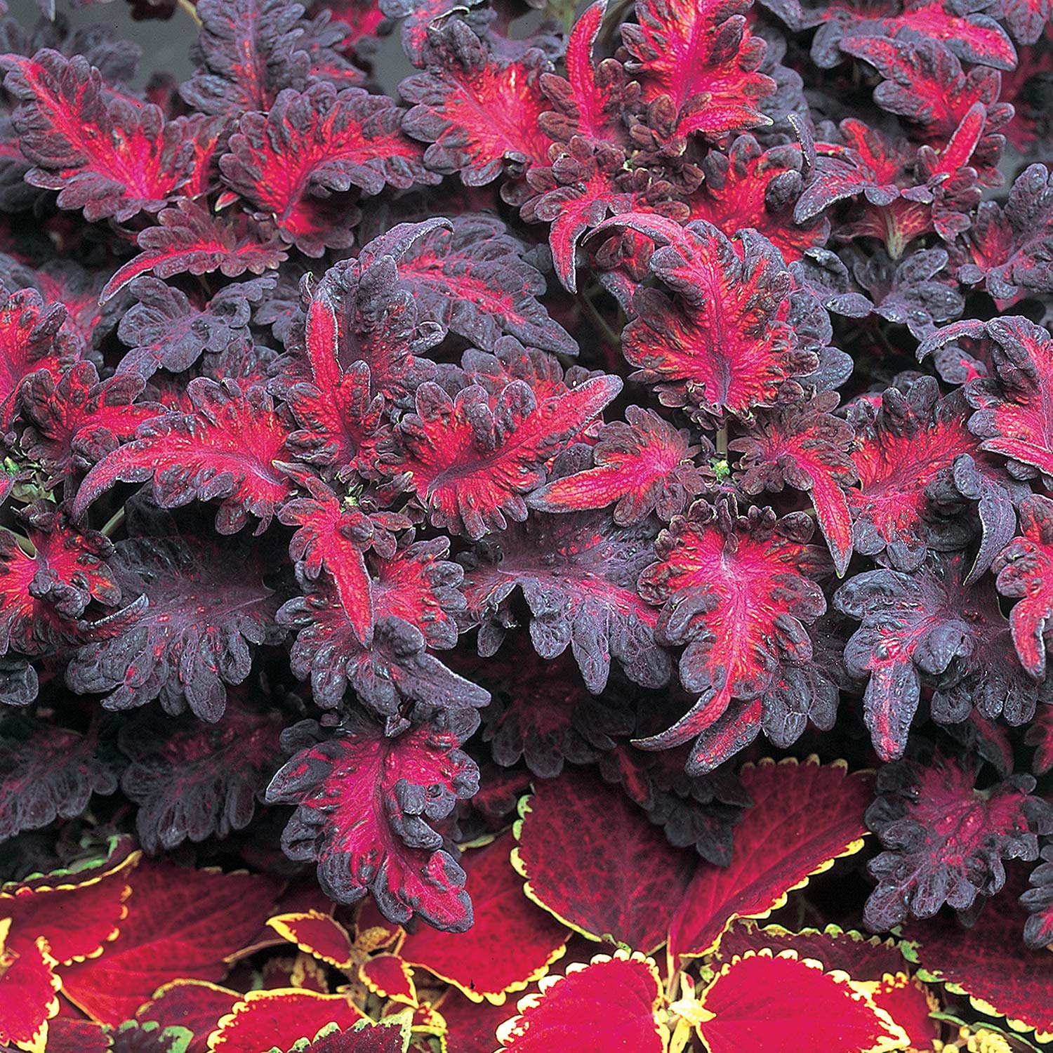 Black Dragon Coleus Seeds