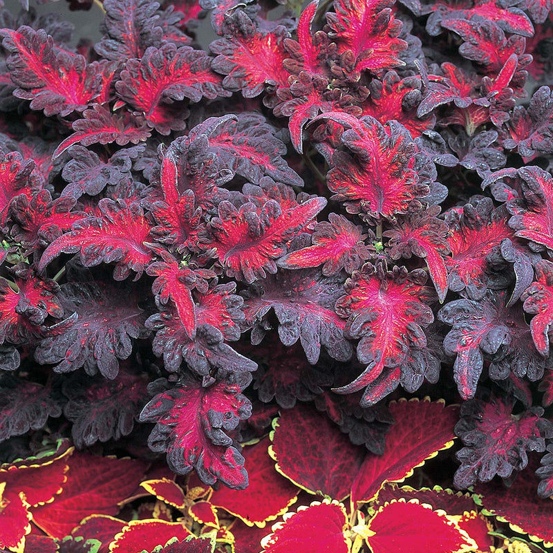 Black Dragon Coleus Seeds