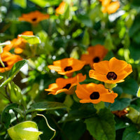 Heirloom Thunbergia Flower seeds for Planting Seasonal Bloomer Heirloom & GMO Free Seeds for Home Garden