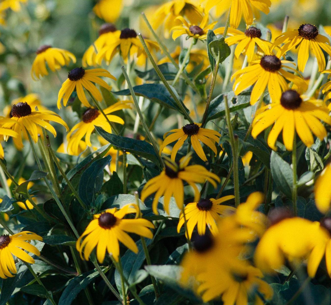 Black Eyed Susan Seeds for Planting | Vibrant Flower Seeds for Your Garden