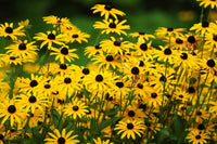 Black Eyed Susan Rudbeckia hirta yellow heirloom flower seeds for planting