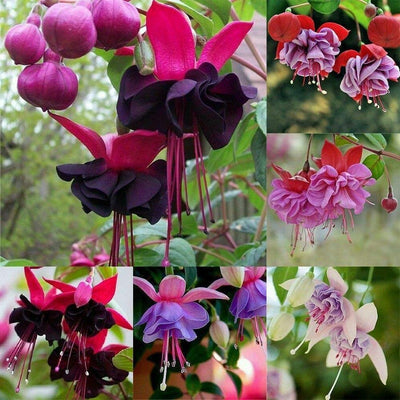 100 Pcs