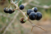 Black Goji Berry Superfood Seeds For Planting | Nutrient-Rich Fruit