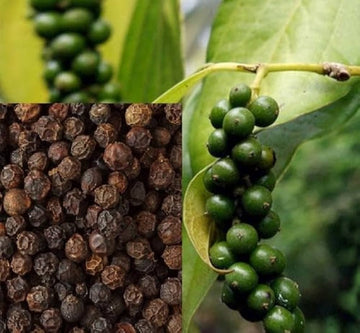 Black Hawk pepper seeds ornamental pepper seeds for planting