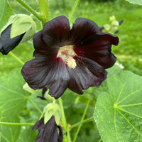 Purple Hollyhock Flower seeds for Planting - Sun Loving, Heirloom & GMO Free Seeds for Home Garden