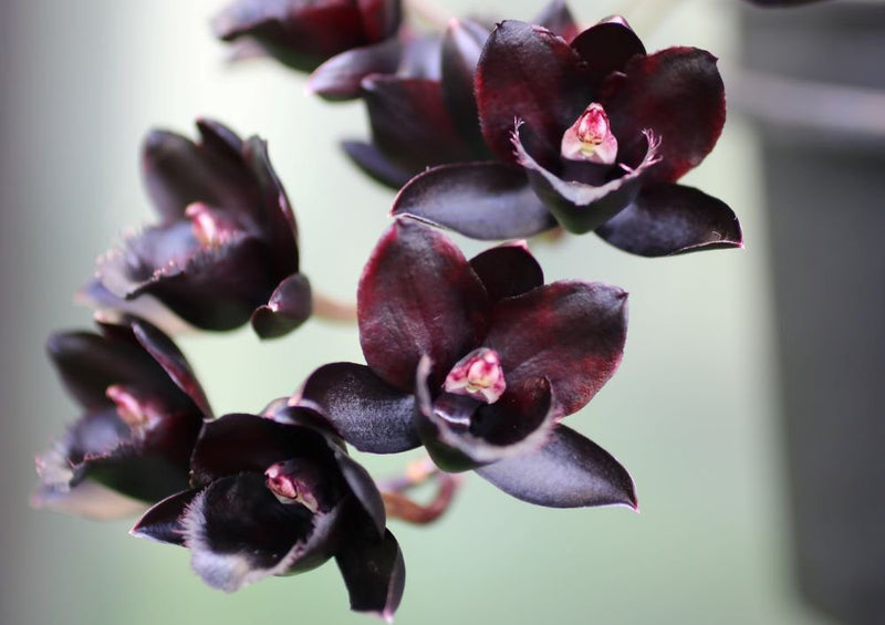 Black Duck Orchid Seeds DIY Native Black Coral Pea Seeds