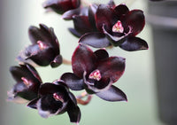 Black Duck Orchid Seeds DIY Native Black Coral Pea Seeds