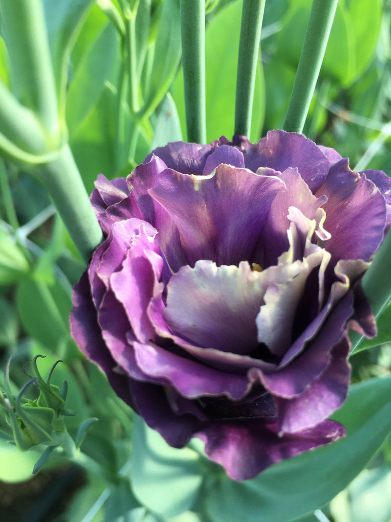 Lisianthus Roseanne Black Pearl Flower seeds for Planting Sun Loving Heirloom & GMO Free Seeds for Home GardeN