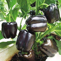 Black Pepper seeds for planting spicy peppercorn plants