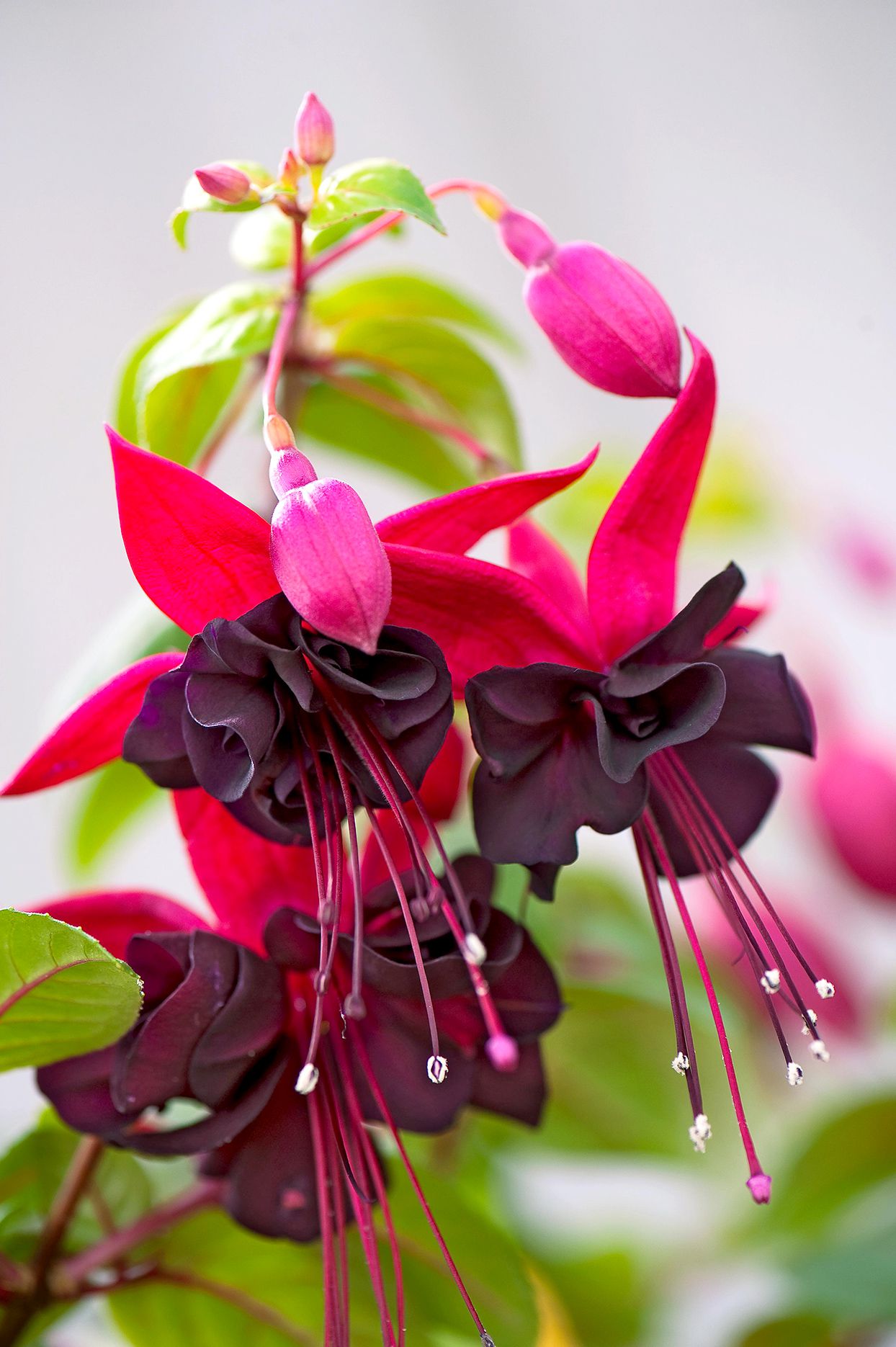 Black & Pink Fuchsia Flower seeds for Planting - Wildflower Mix, Heirloom & GMO Free Seeds for Home Garden