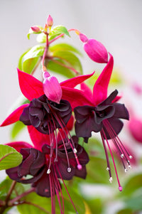 Black & Pink Fuchsia Flower seeds for Planting - Wildflower Mix, Heirloom & GMO Free Seeds for Home Garden