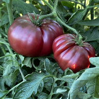 Black Red Tomato plant growing outdoors