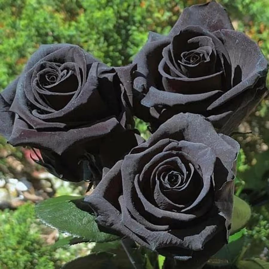 Black Rare Rose Flower Seeds for Planting Cut Flower Favorite Heirloom & GMO Free Seeds for Home Garden
 
 Sale