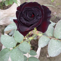Red and Black Rose Flower seeds for Planting - Wildflower Mix, Heirloom & GMO Free Seeds for Home Garden