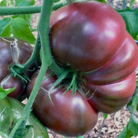 Black tomato seeds for planting in home gardens