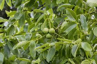 Black walnut seeds showing compound green leaves closeup