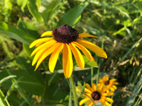 Susan Native Flower seeds for Planting Drought Tolerant Heirloom & GMO Free Seeds for Home Garden