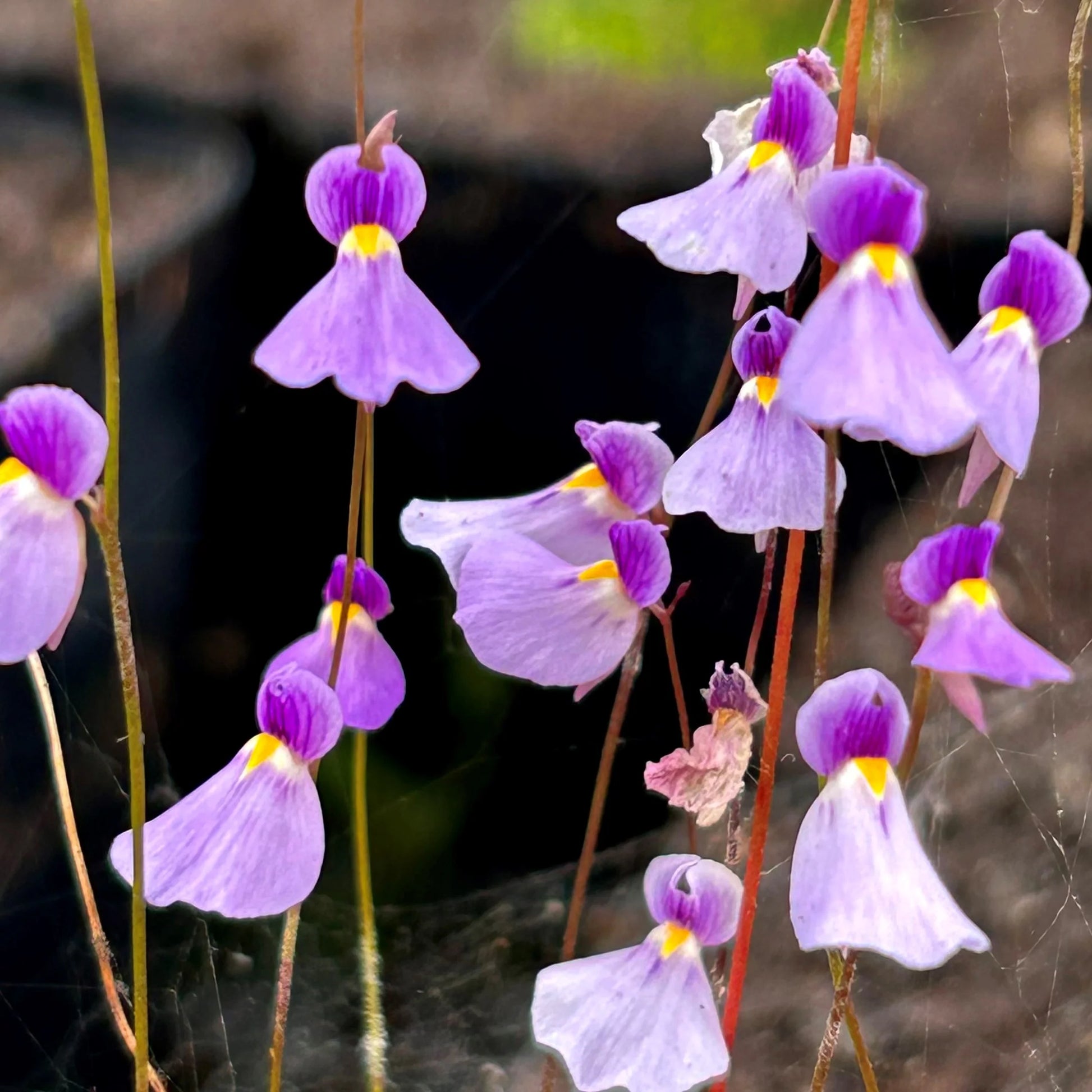 Pink Utricularia Flower seeds for Planting Hardy Variety Heirloom & GMO Free Seeds for Home Garden 
 
 Sale