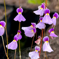 Pink Utricularia Flower seeds for Planting Hardy Variety Heirloom & GMO Free Seeds for Home Garden 
 
 Sale